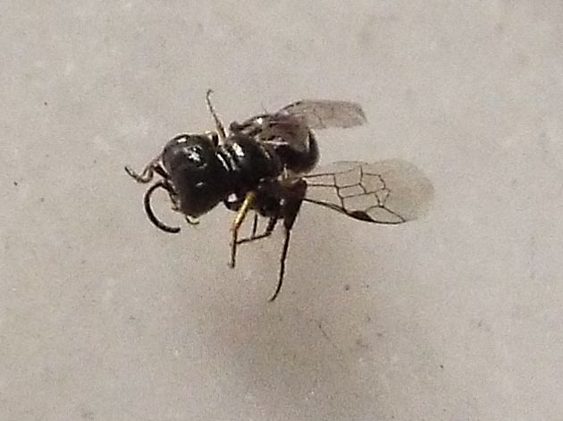 Crabronidae (cfr. Diodontus sp. o Passaloecus sp,)